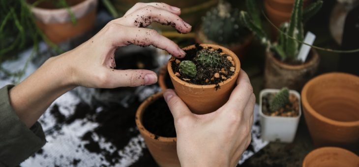 Découvrez six plantes faciles à jardiner