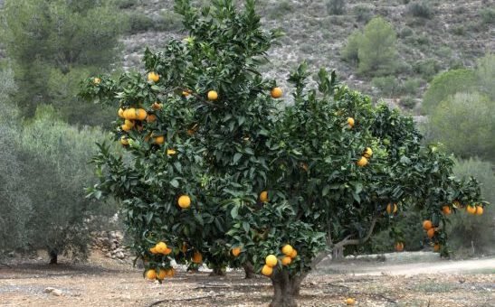 Un oranger sans pépins pour sublimer les jardins