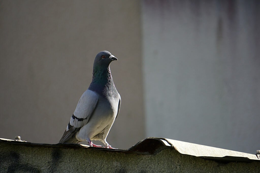 depigeonnage