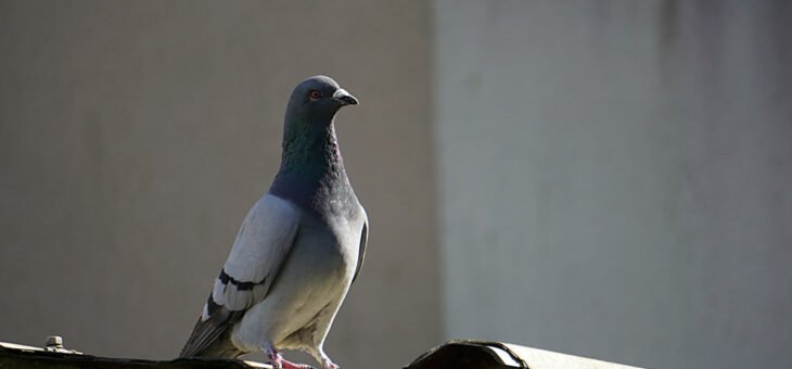Se débarrasser des pigeons : pourquoi contacter une entreprise de dépigeonnage ?