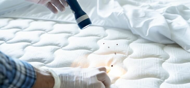 Punaises de lit : comment les éradiquer efficacement ?