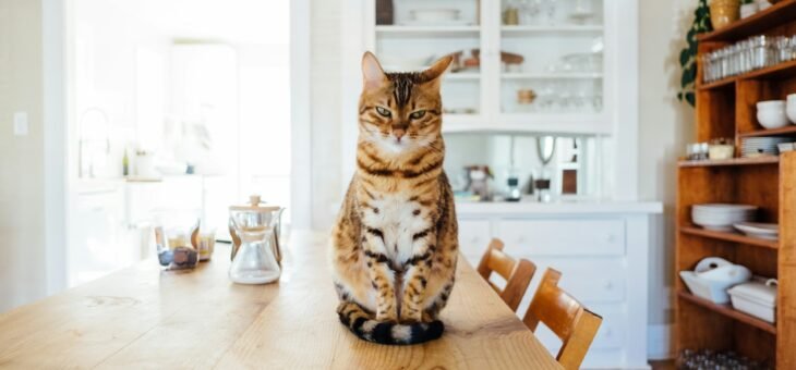 Comment aménager un espace confortable pour votre chat à la maison ?