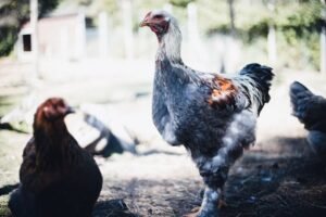 Transformez votre jardin avec les idées d’animalerie