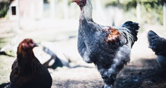 Transformez votre jardin en havre naturel avec l’aide des animaleries