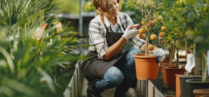 Pépinière d’agrumes : des plants de qualité pour votre jardin